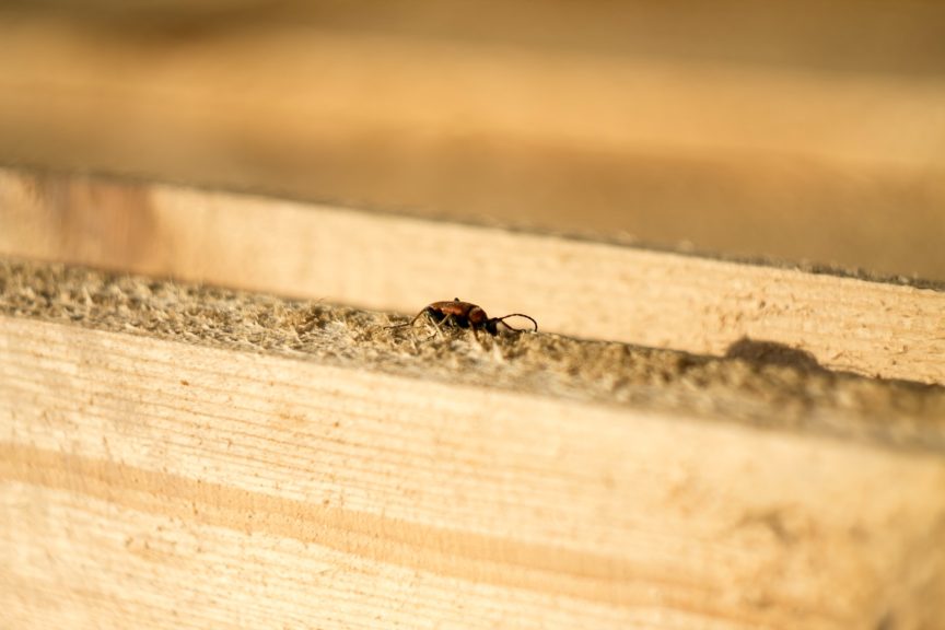 brown insect on a white wooden frame
